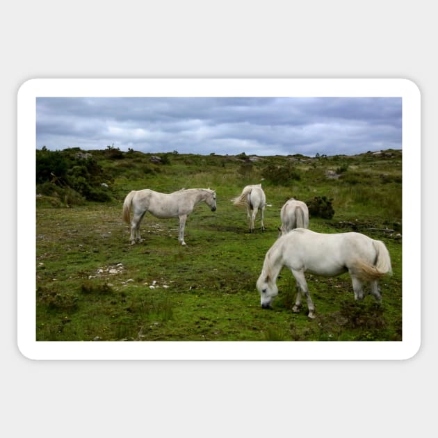 Free horses in Ireland Sticker by annalisa56